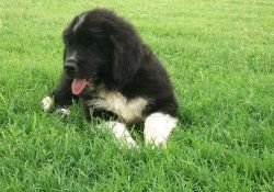 Akc Newfoundland Puppies For Sale