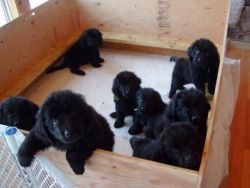 Full Kc Reg Brown Newfoundland Puppies