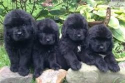 Stunning Newfoundland Puppies For Sale