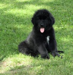 Akc Female Newfoundland Puppies For Sale