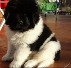 Male and female newfoundland puppies for sale