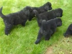 Gentle and protective Newfoundland puppies