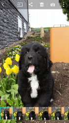 Newfoundland puppet looking for a forever home