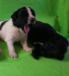 Newfoundland Kc Registered Stunning Puppies