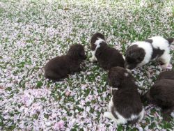 Newfoundland puppies available,