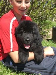 Black Newfoundland Puppies For Sale