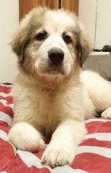 New Foundland Great Pyrenees puppies