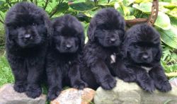 Newfoundland puppies - ready for new homes
