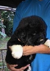 HKCD Well trained black sallie Newfoundland pups available for sale.