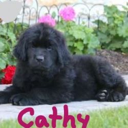 Loving Newfoundland Puppies waiting for Your Call