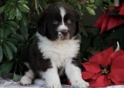 Adorable Newfoundland pups Ready For Sale.