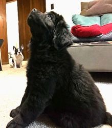 Newfoundland Puppy Ready for New Home