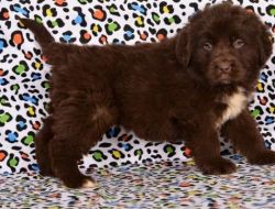 Newfoundland Puppies For Sale.