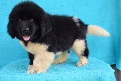 Newfoundland puppies available
