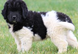 Newfoundland puppies ready to be loved by you!