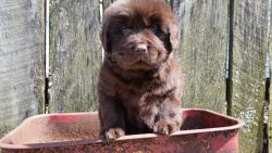 AKC NEWFOUNDLAND PUPPIES FOR SALE