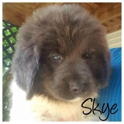 Beautiful Rare Color Newfies AKC