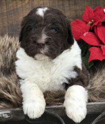 Newfypoo puppies for sale