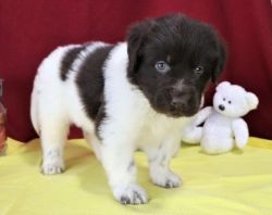 Newfoundland puppies ready to meet their new families