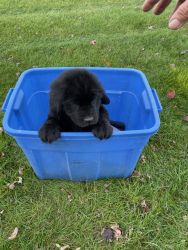 Newfoundland pups for sale