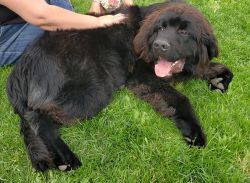 1 year old Male Newfoundland for sale