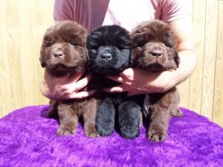 Newfoundland Puppies for sale