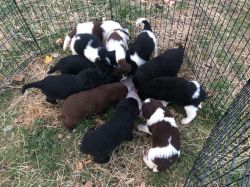 Newfoundland Puppies