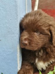 AKC Registered Newfies