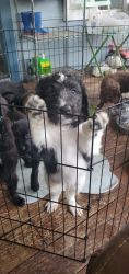Newfoundland mix puppies in Puyallup