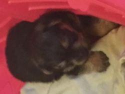 Norfolk Terrier Puppies Registered xxx-xxx-xxxx