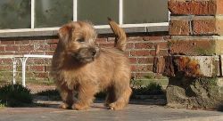 Norfolk Terrier puppies for sale