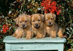 Litter Of Norfolk Terrier pup's