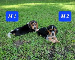 Ckc registered beagle pups