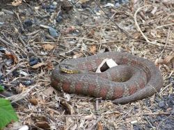 Adult Northern Water Snake