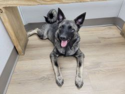Super sweet 6 month old Pure Bred Norwegian Elkhound