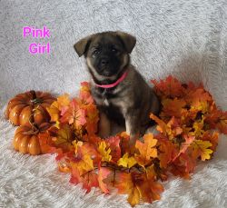 Elkhound puppy for adoption (pink)
