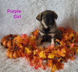 Puppy for adoption (Purple)