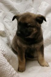 AKC registered Norwegian Elkhound puppies