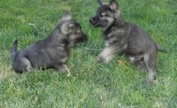 BOYS Norwegian Elkhound Puppies For Sale