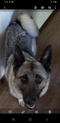 AKC Registered Norwegian Elkhound, 3yr old w/breeding rights