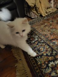 All white fluffy female cat for sale