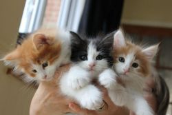 Norwegian Kittens Available