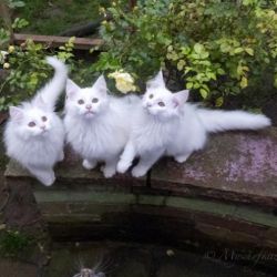 Norwegian Forest Kittens