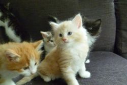 Norwegian Forest Cat Kittens