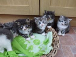 Norwegian kittens available