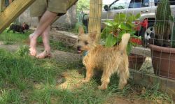 Stunning Purebred Male And Female Norwich Terrier