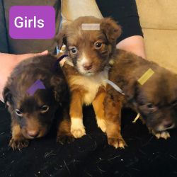 Mix puppies for sale