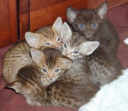 Ocicat Kittens Available