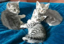 Stunning Ocicat Kittens, all pure bred.