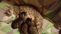 3 male ebony spotted ocicat kittens